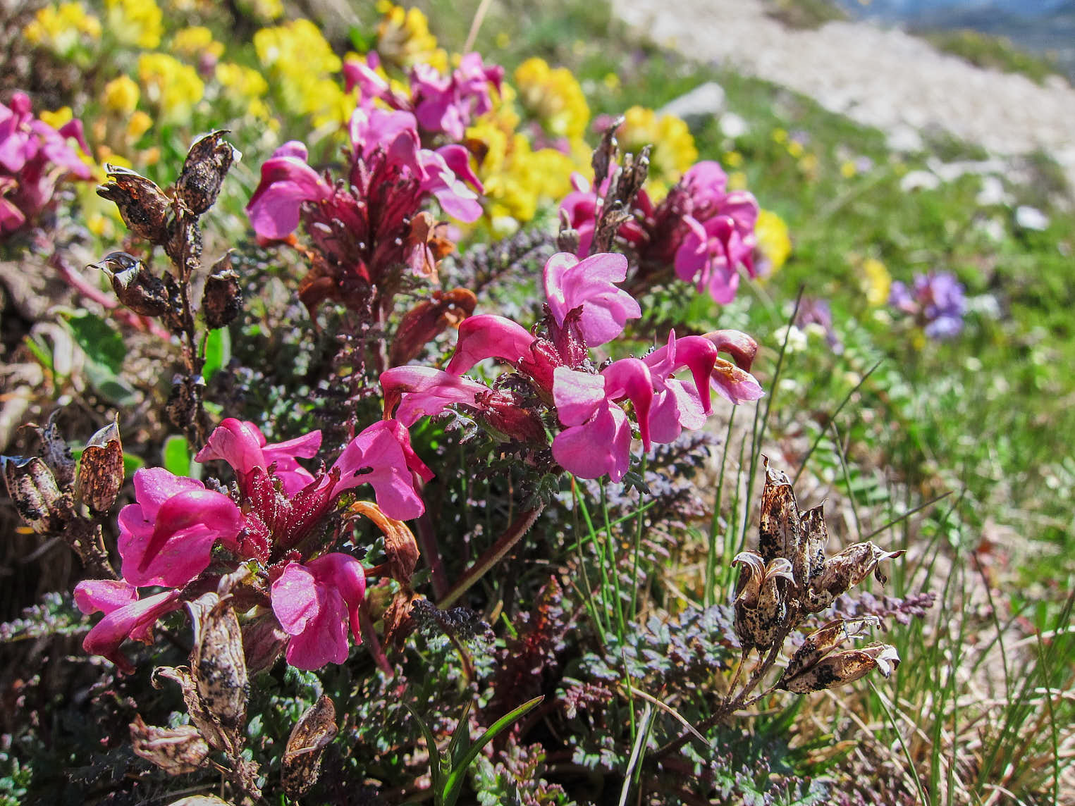 Spira utan svenskt namn (<em>Pedicularis kerneri</em>)