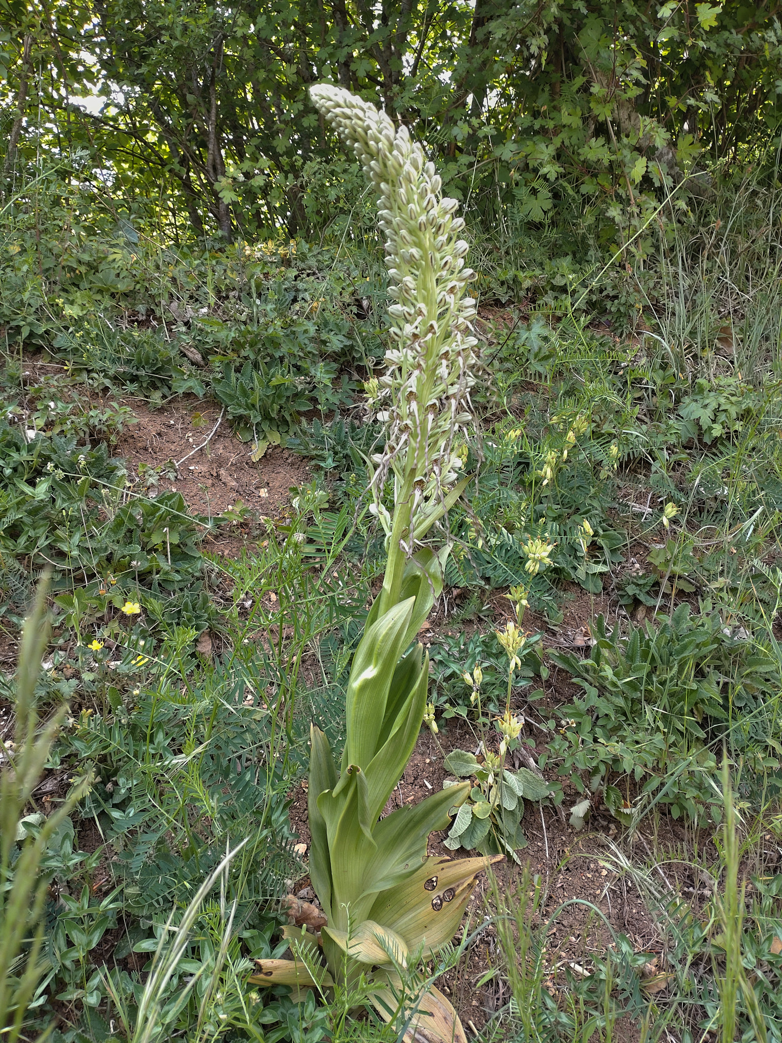 Bockyxne - Himantoglossum hircinum