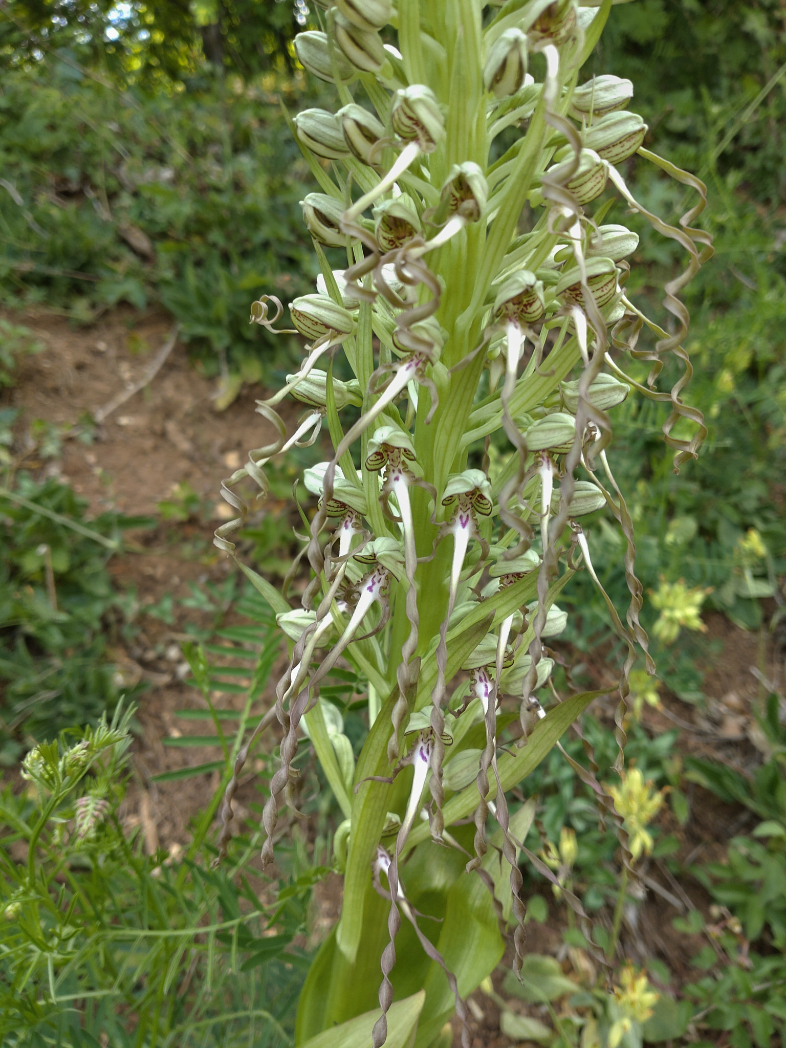 Bockyxne - Himantoglossum hircinum