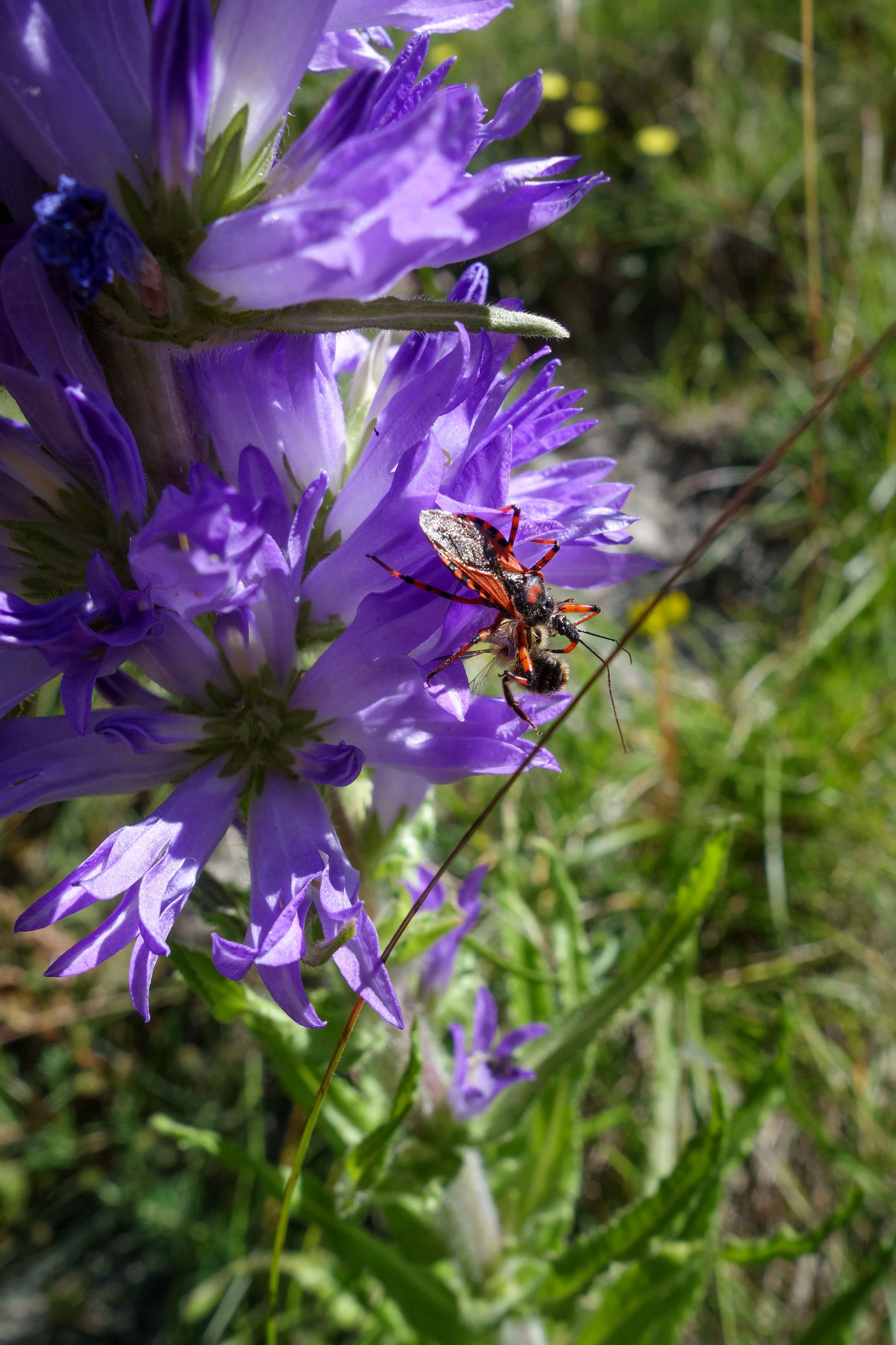 Axklocka (<em>Campanula spicata</em>)