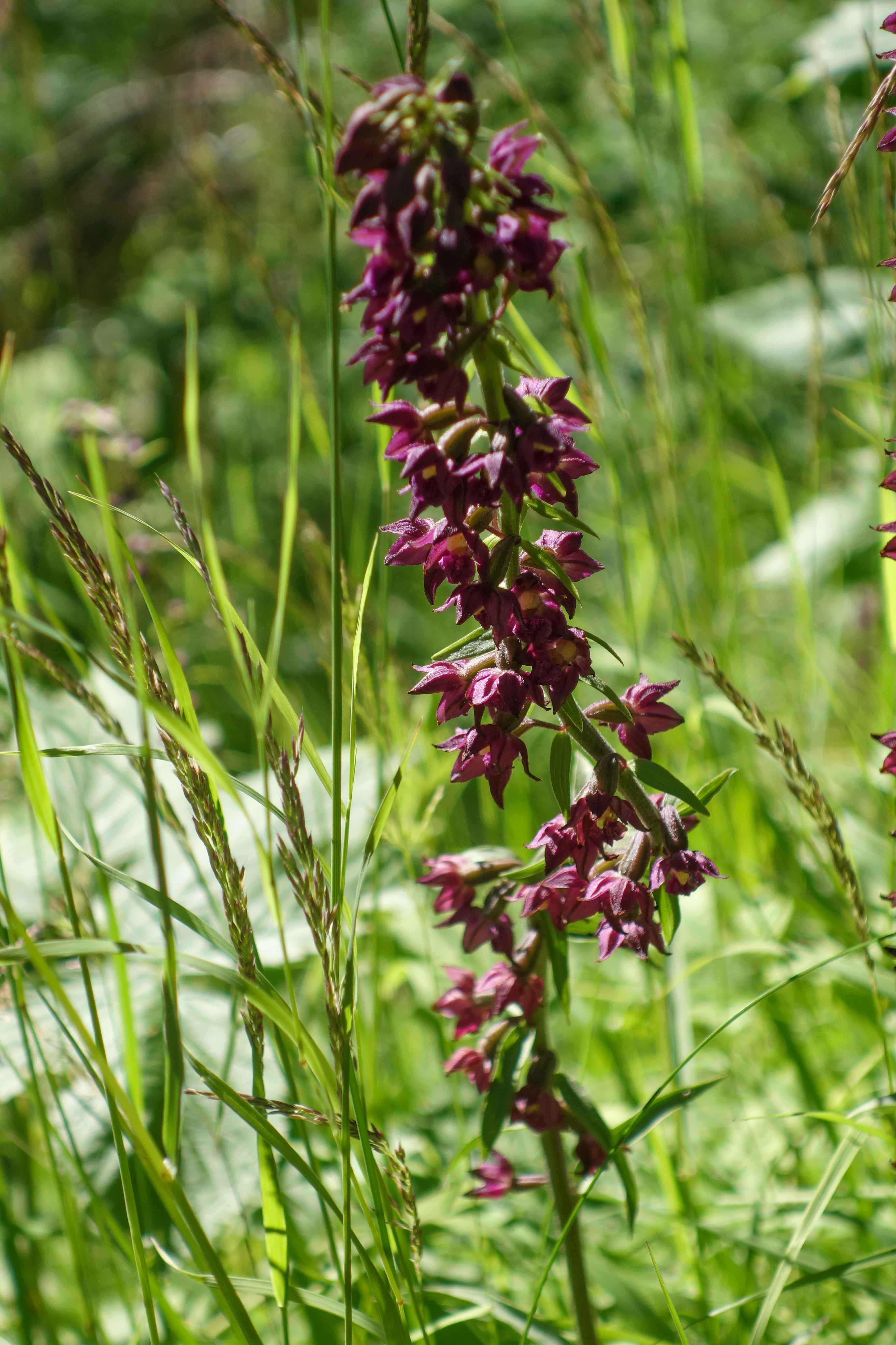 Purpurknipprot (<em>Epipactis atrorubens</em>)