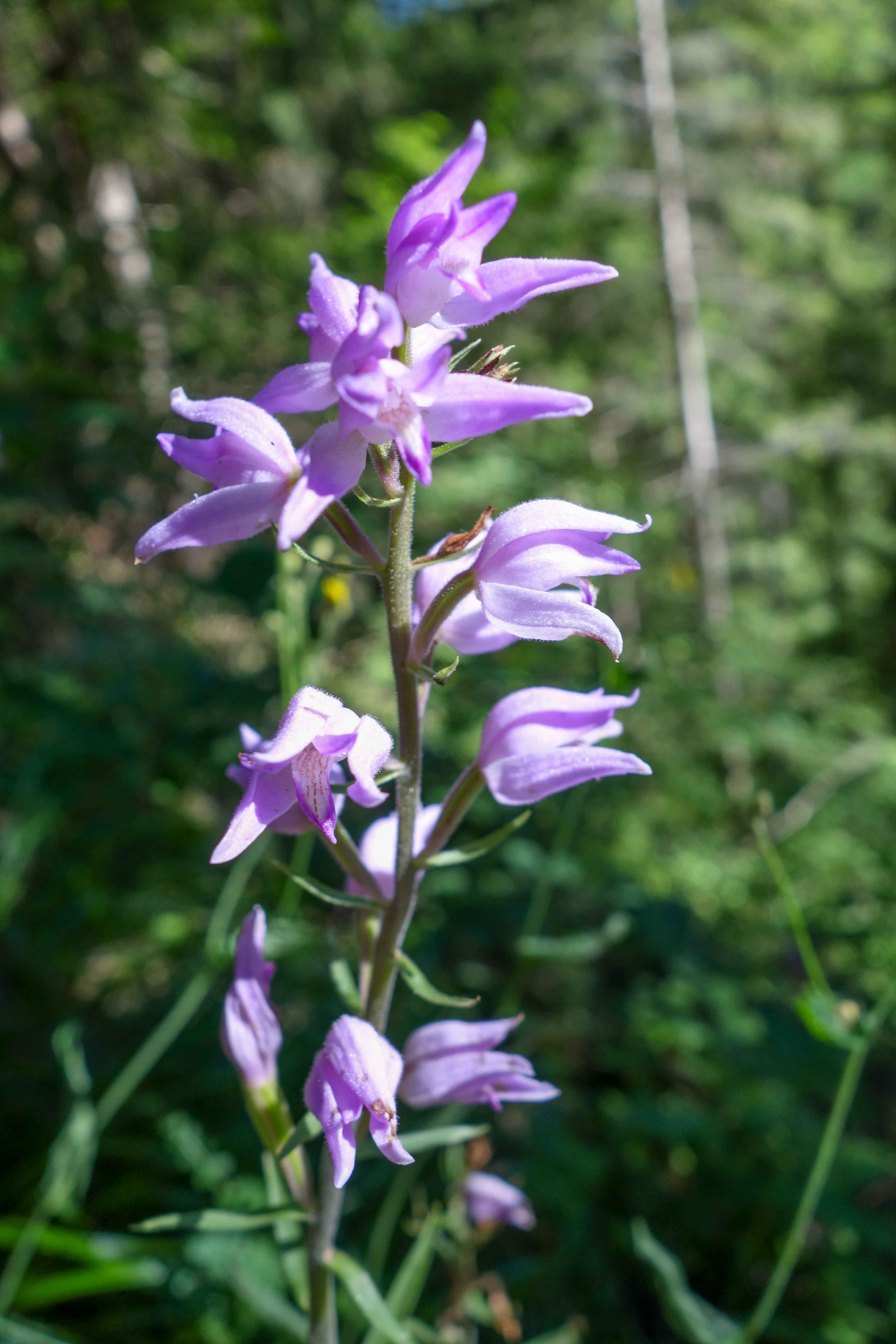 Rödsyssla (<em>Cephalanthera rubra</em>)