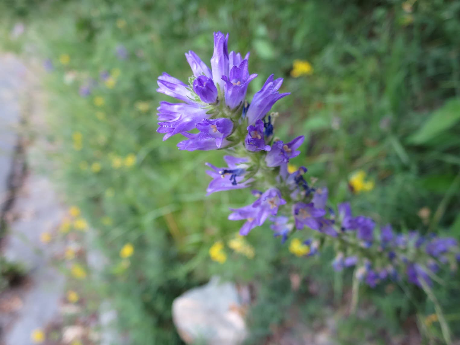 Axklocka (<em>Campanula spicata)</em>