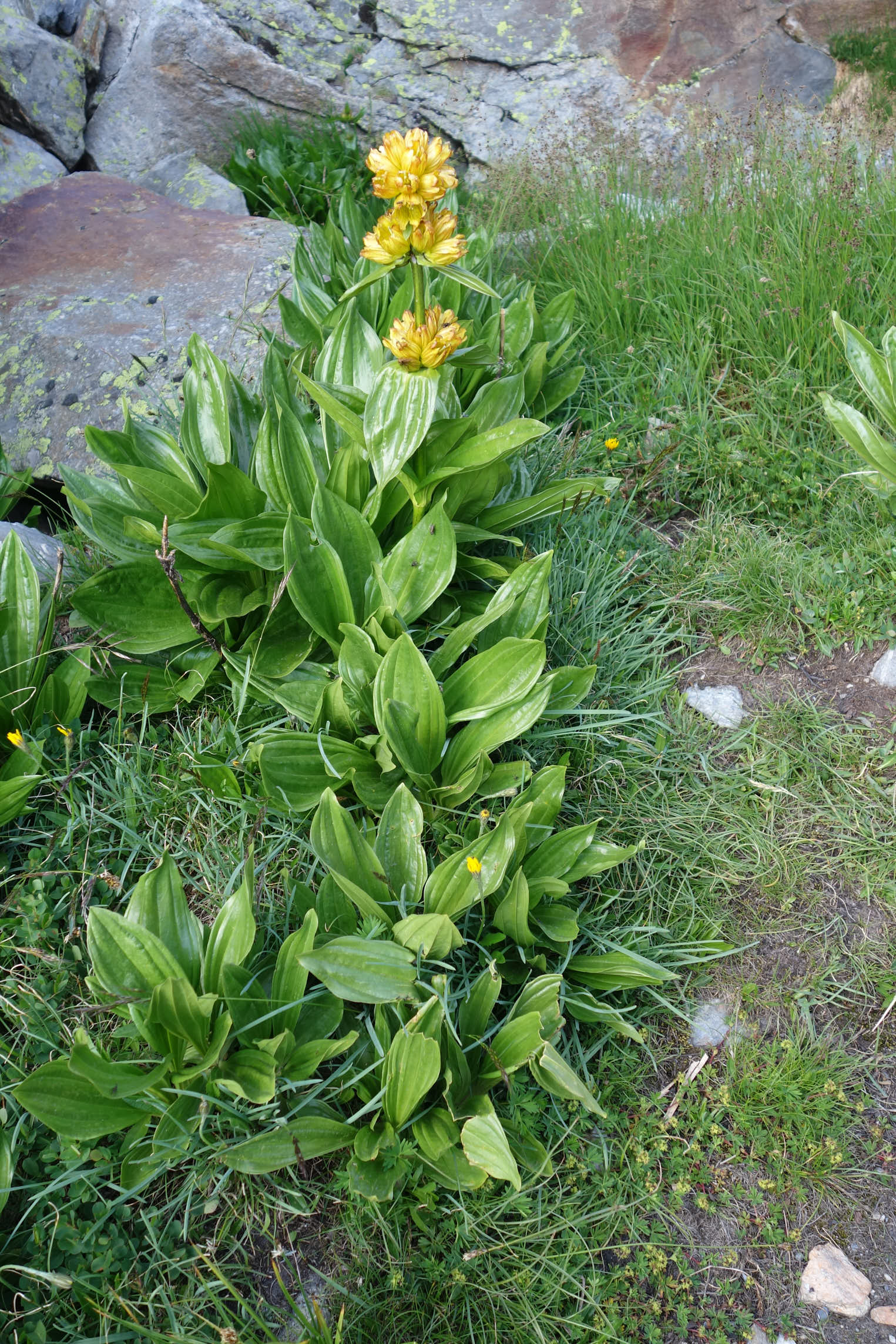 Prickgentiana (<em>Gentiana punctata</em>)