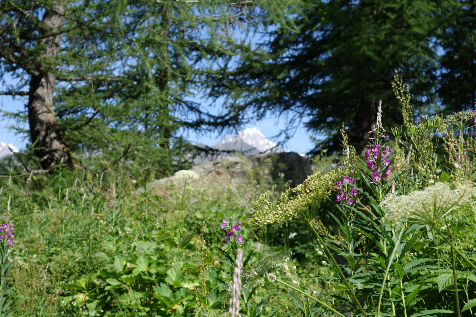 Mjölke (<em>Epilobium angustifolium</em>)