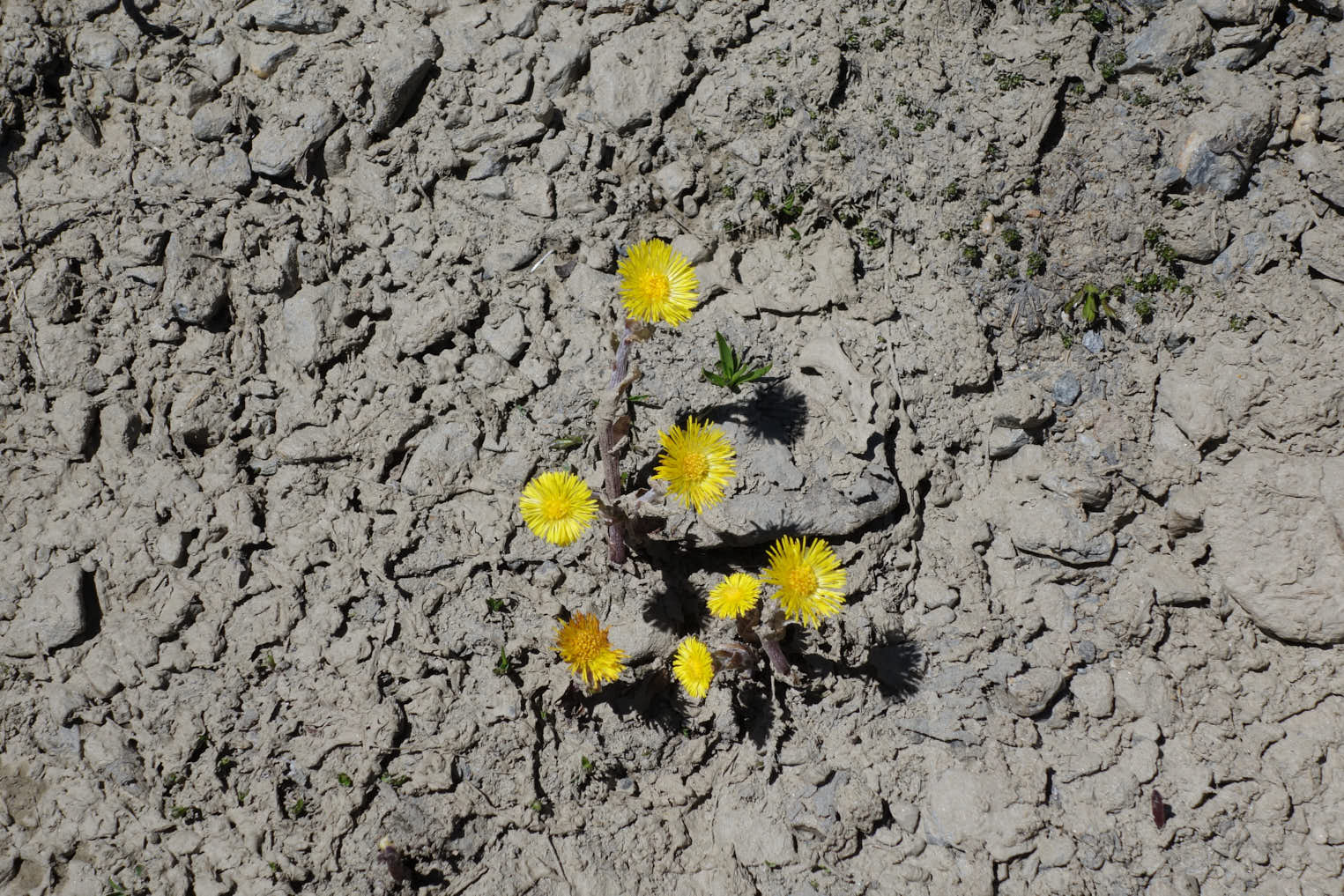 Tussilago (<em>Tussilago farfara</em>)