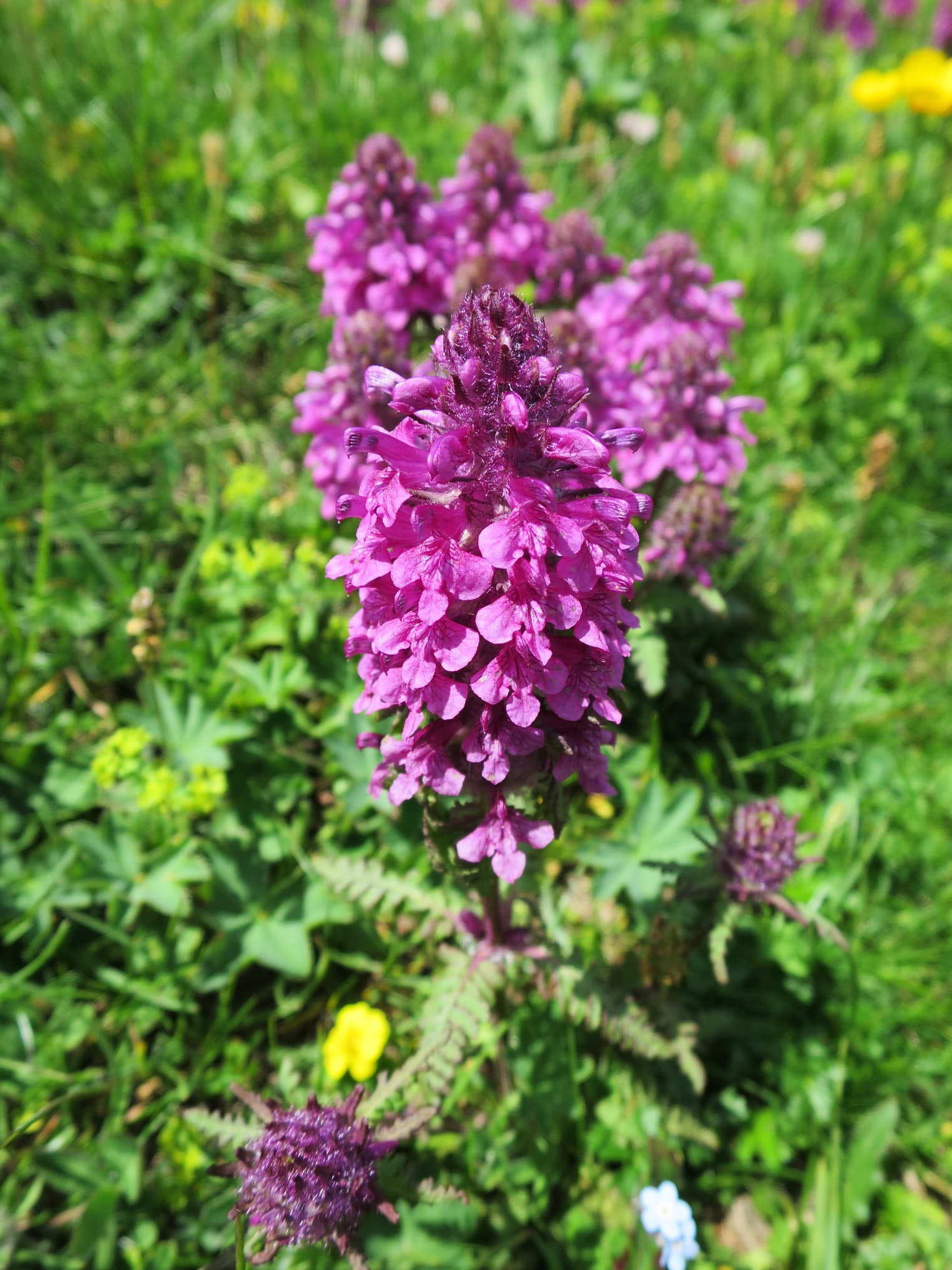 Spira (<em>Pedicularis</em>)