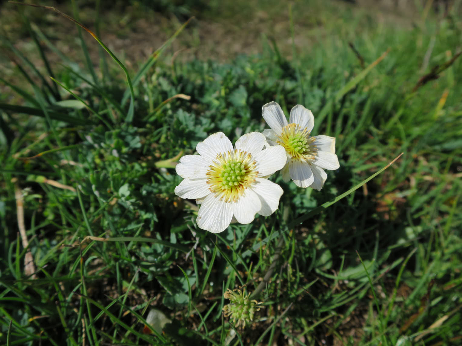 Isranunkel (<i>Ranunculus glacialis</i>)