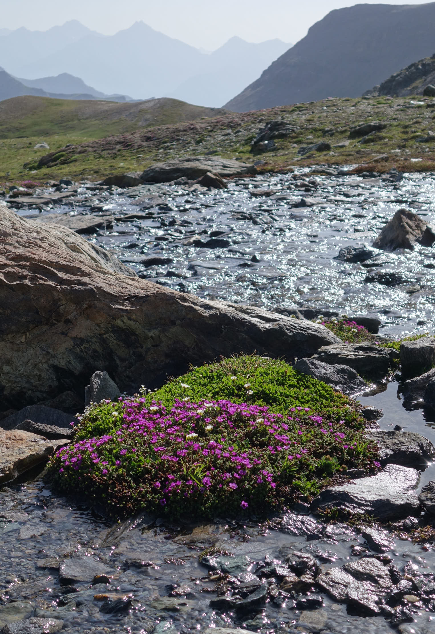 Purpurbräcka (<i>Saxifraga oppositifolia</i>)