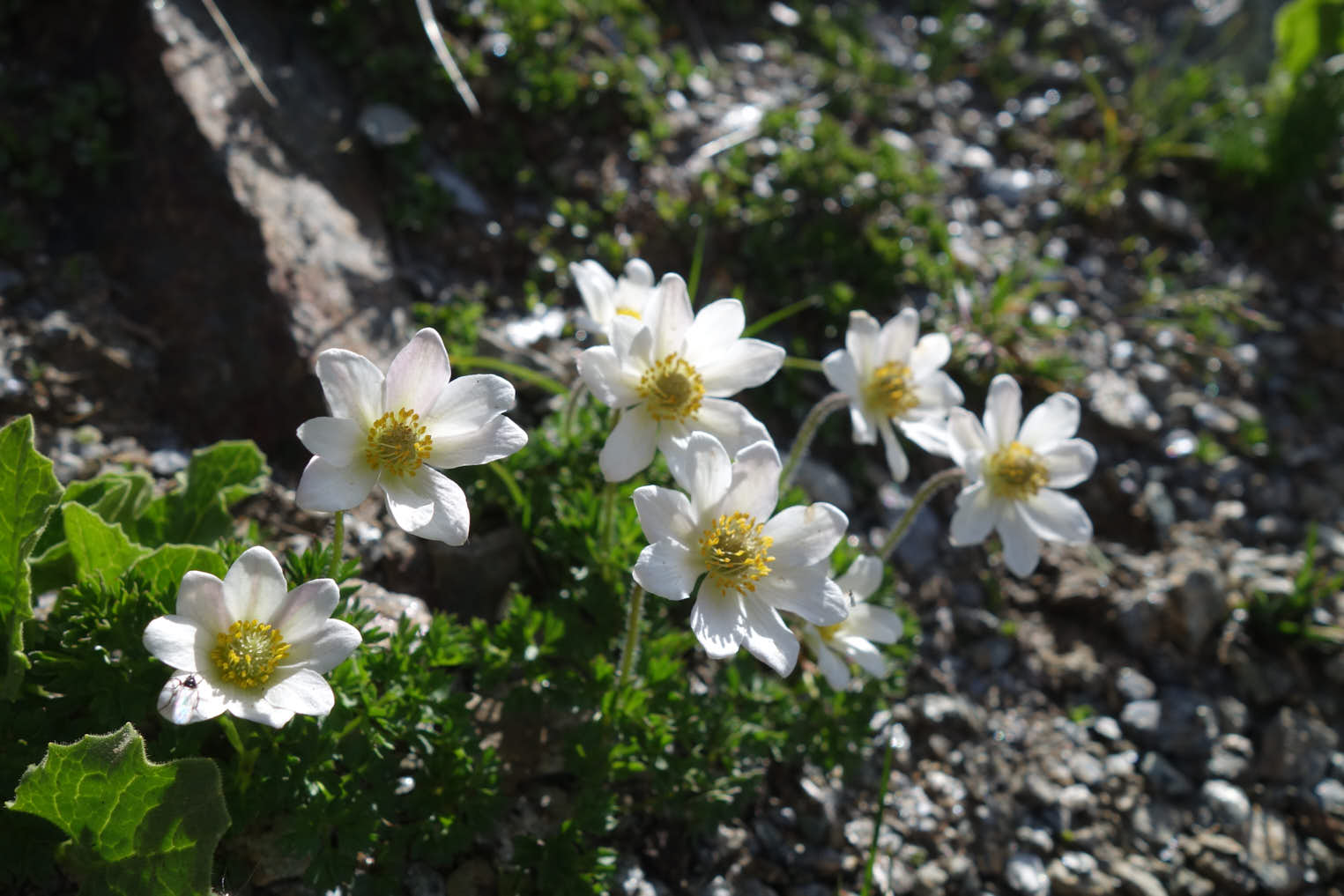 Alpsippa (<i>Pulsatilla Alpina</i>)