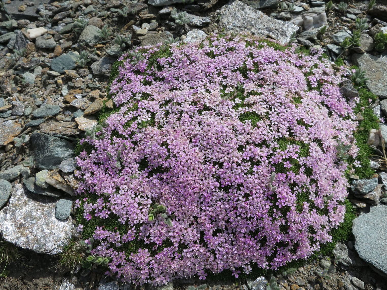 Fjällglim (<i>Silene acaualis</i>)