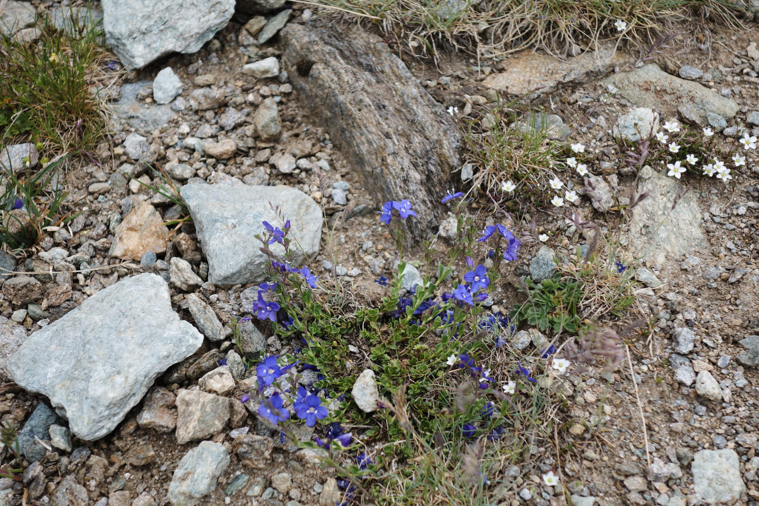 Klippveronika (<i>Veronica fruticans</i>)