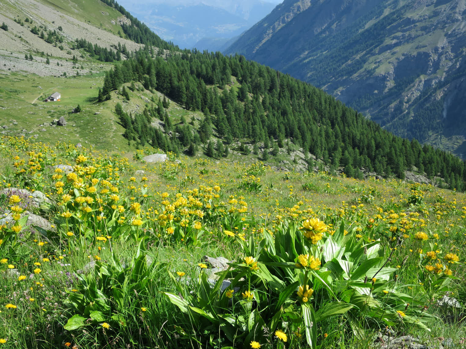 Gullgentiana (<em>Gentiana lutea</em>)