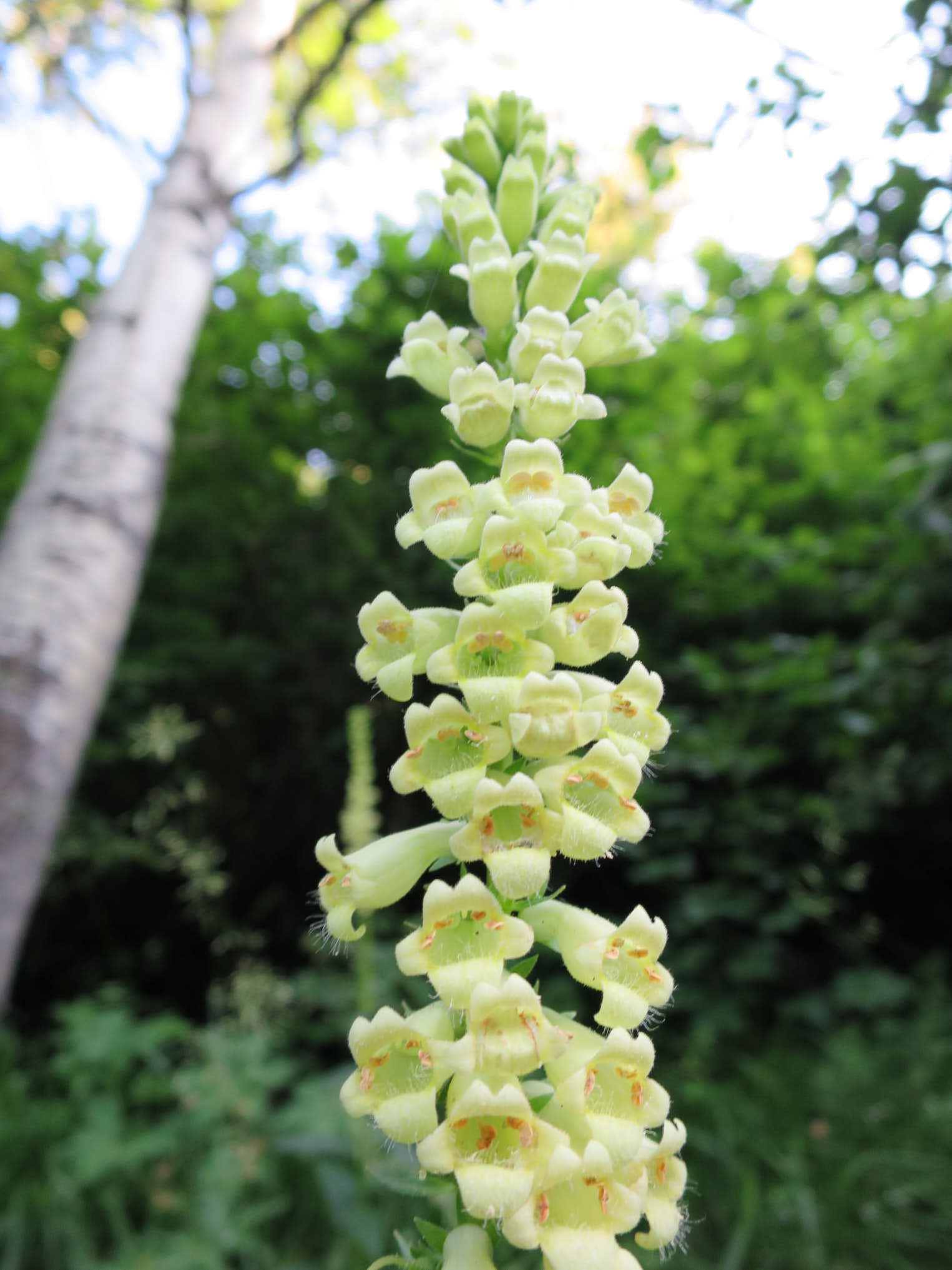 Liten fingerborgsblomma (<i>Digitalis lutea</i>)