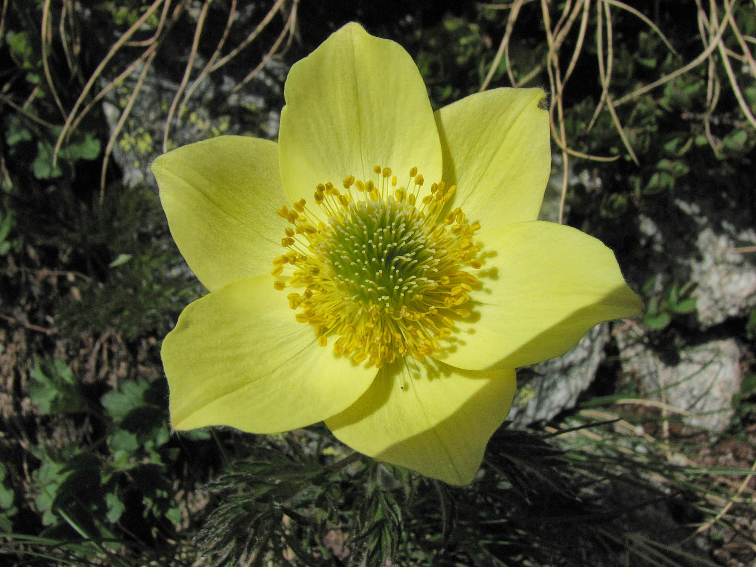 Gul alpsippa (<em>Pulsatilla alpiifolia ssp. apiifolia</em>)