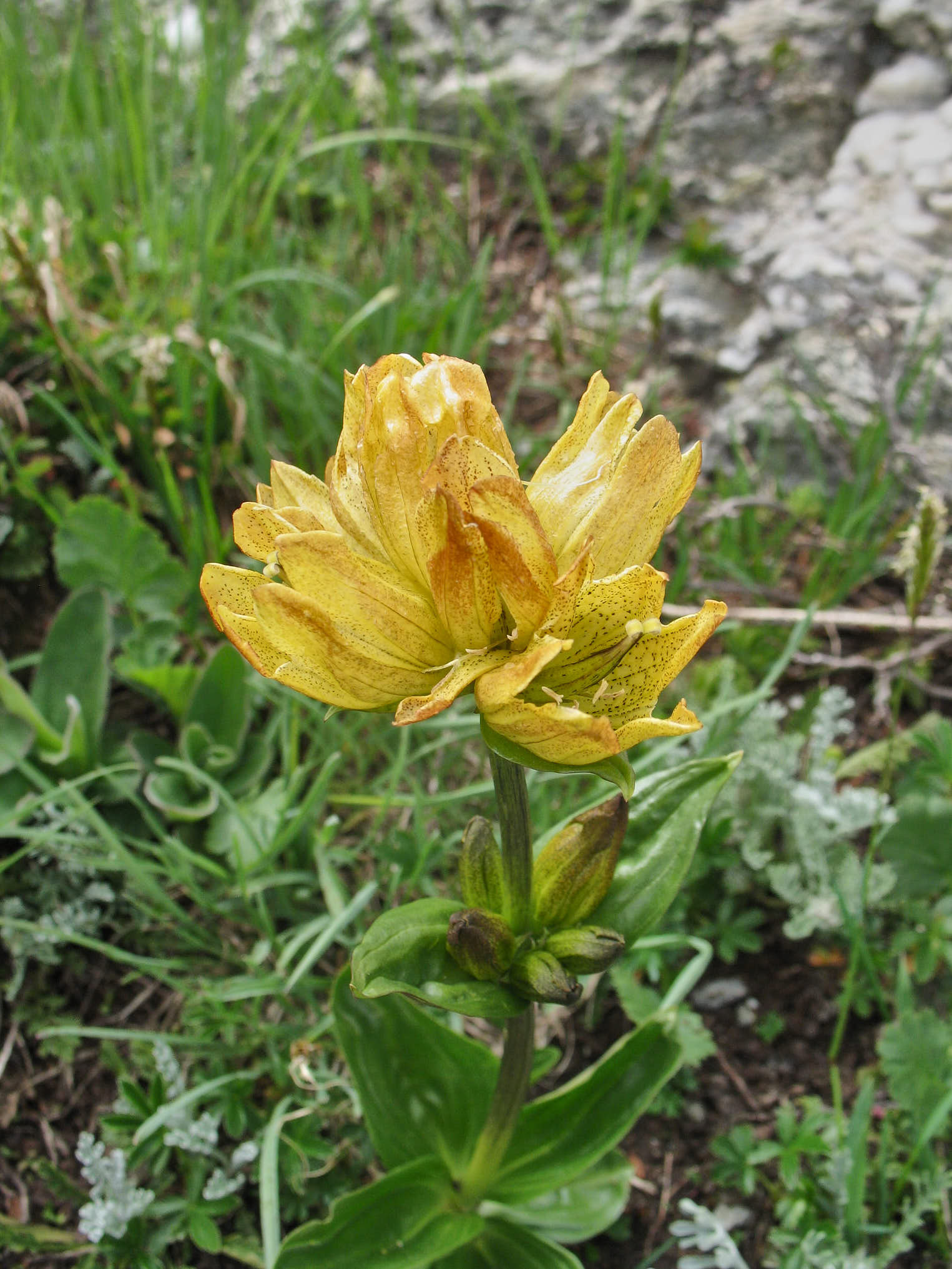 Prickgentiana (Gentiana punctata)