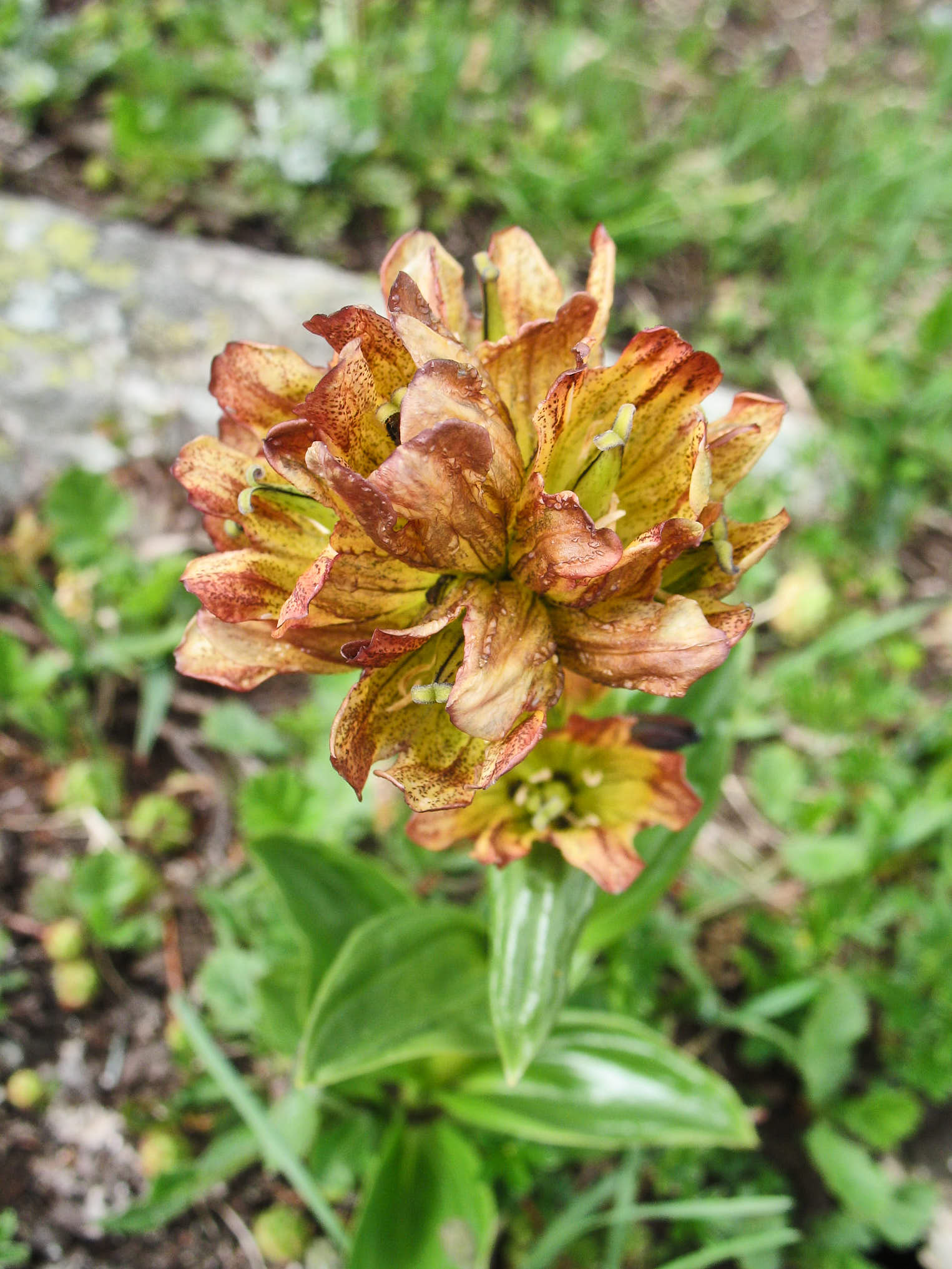 Prickgentiana (Gentiana punctata)