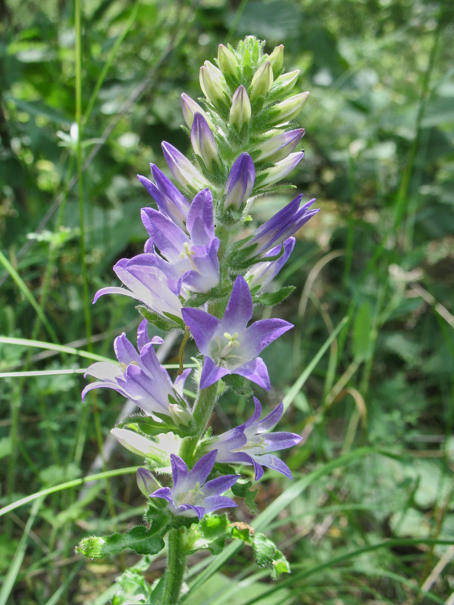Axklocka (<em>Campanula spicata</em>)