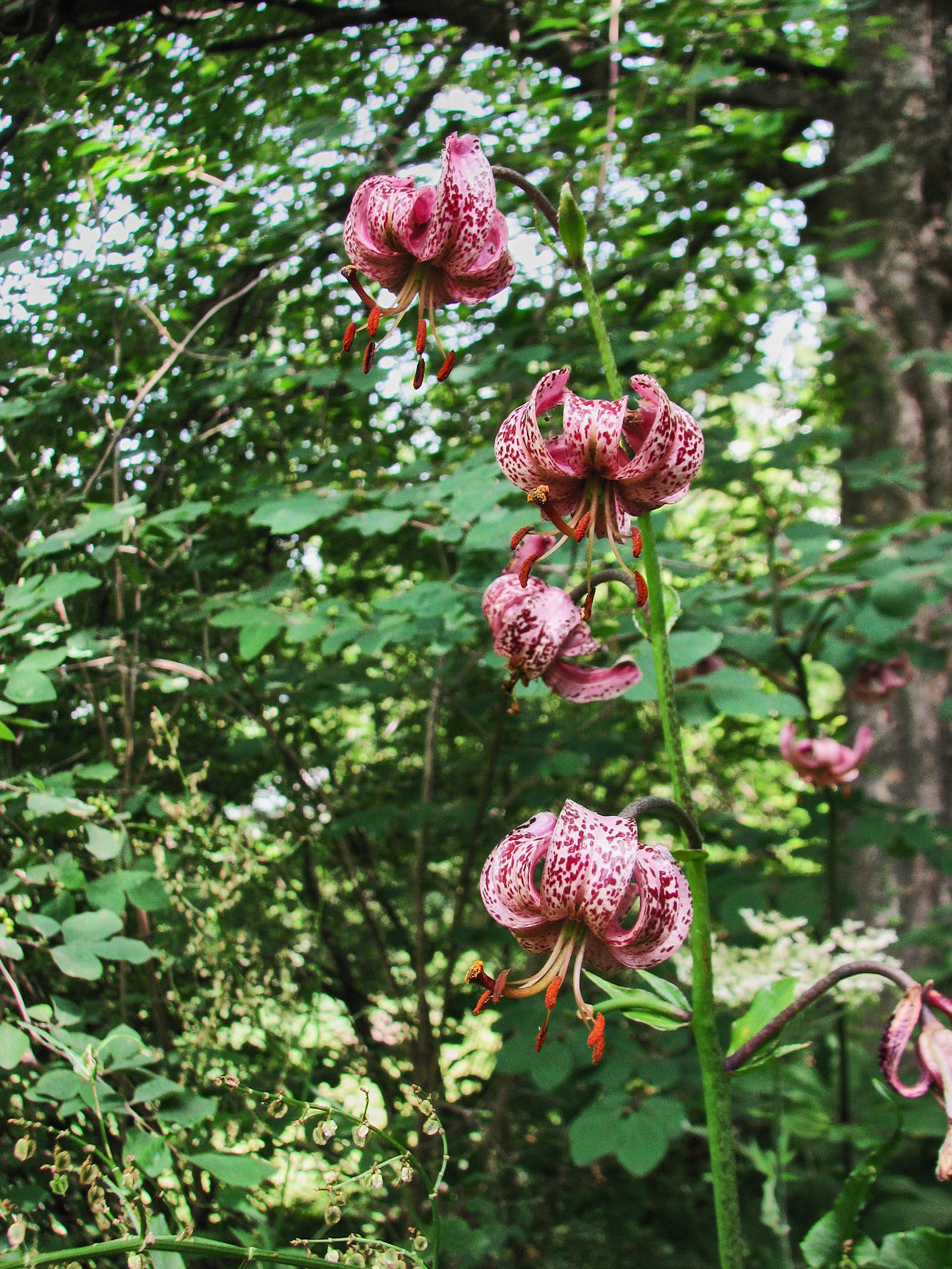 Krollilja (<em>Lilium martagon</em>)