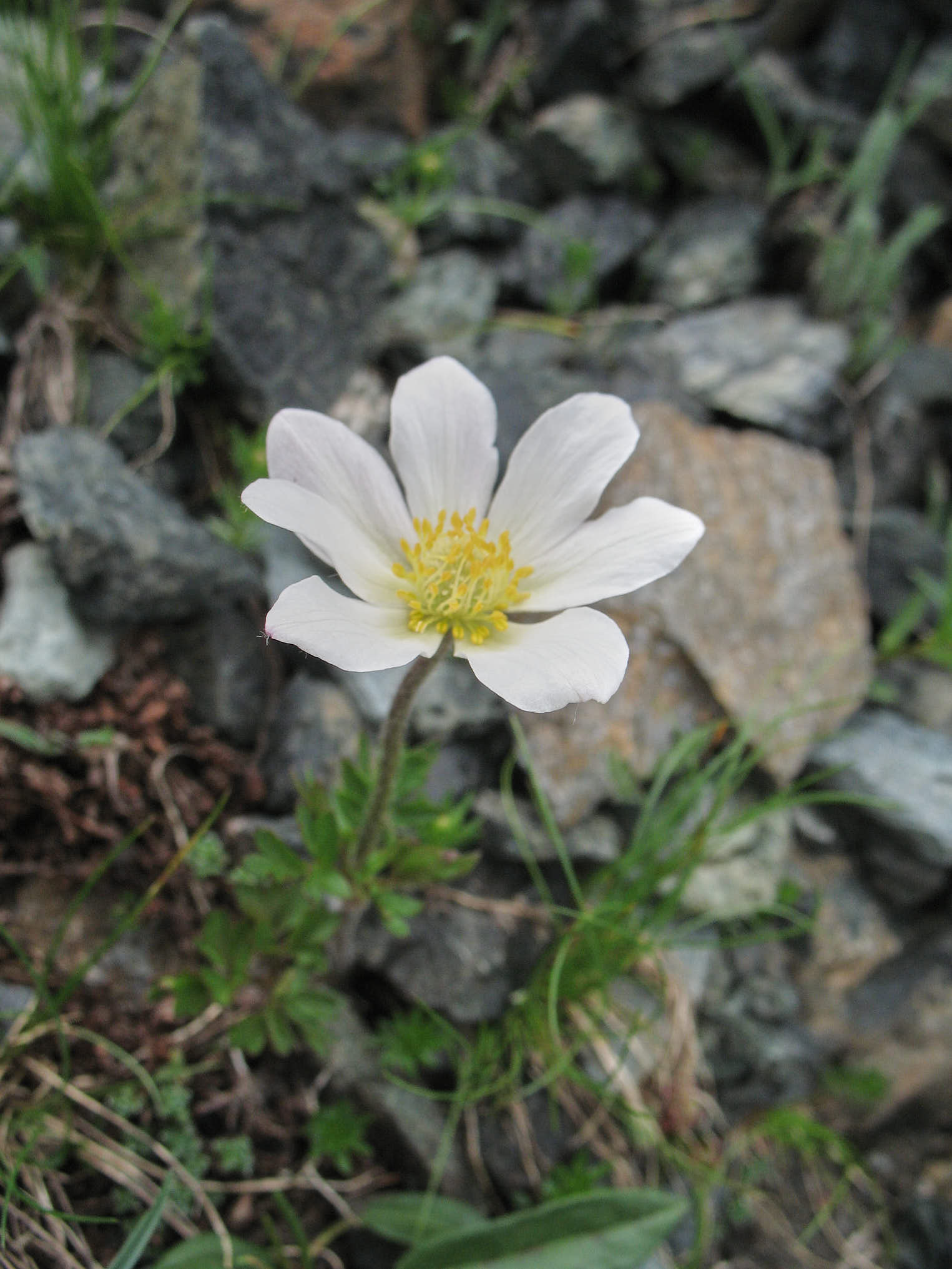 Snöanemon eller Monte Baldo-anemon (<em>Anemone baldensis</em>)