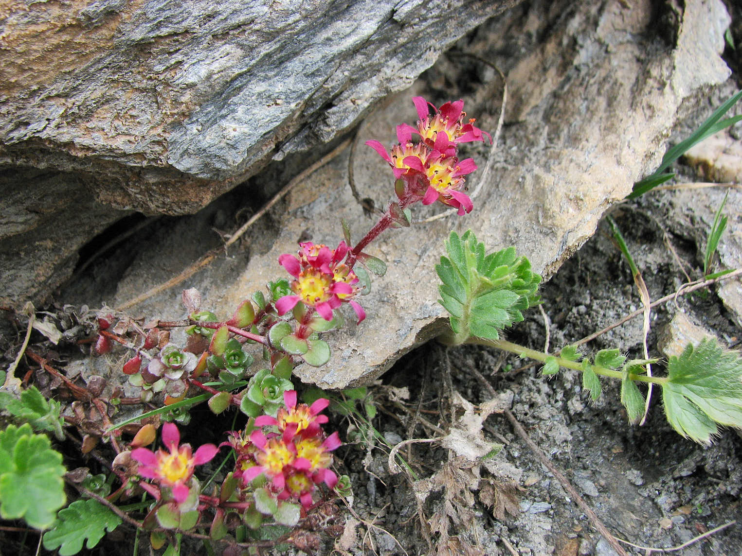 Tvillingbräcka (<em>Saxifraga biflora</em>)