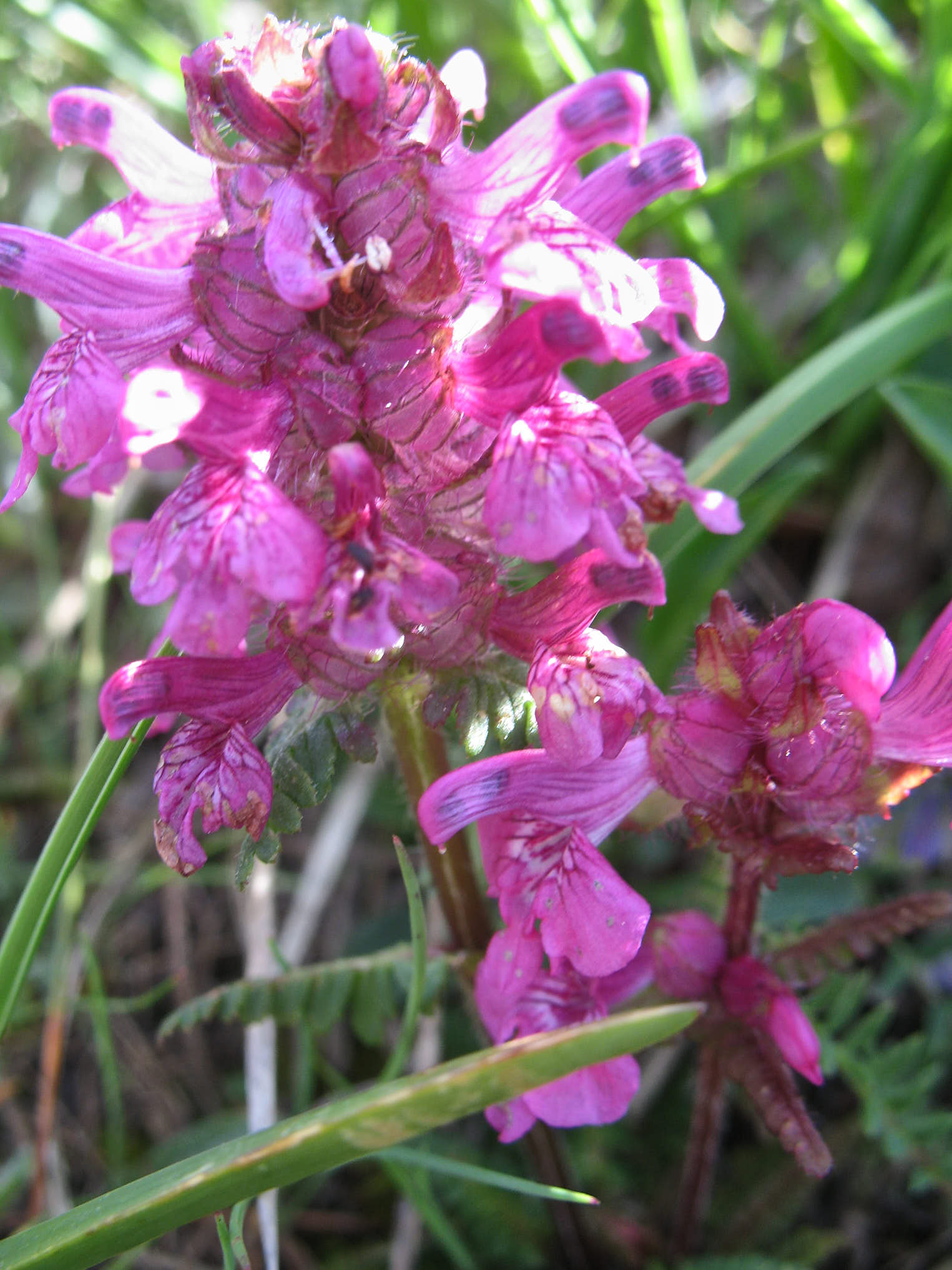 Någon sorts spira (<em>Pedicularis</em>)