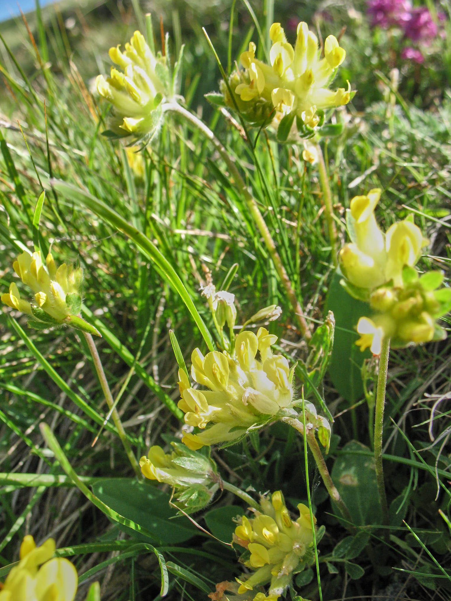 Getväppling (<em>Anthyllis vulneraria</em>)