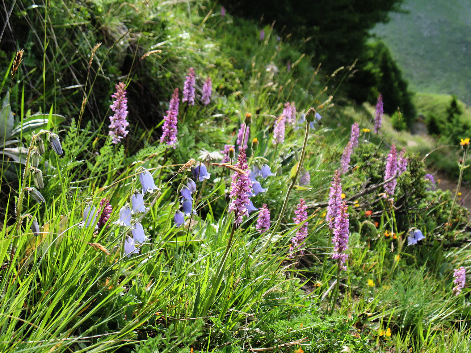 Skäggklocka och Brudsporre<br>
                    (<em>Campanula barbata och Gymnadenia conopsea</em>)