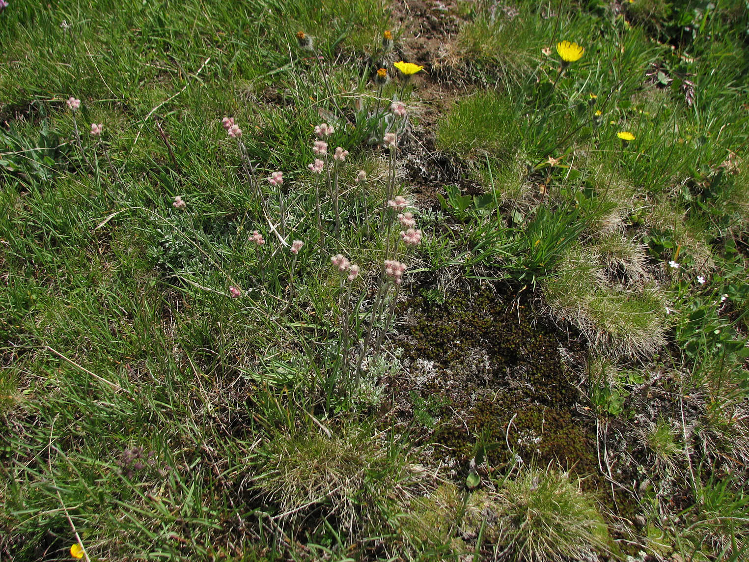 Kattfot (<em>Antennaria</em>)