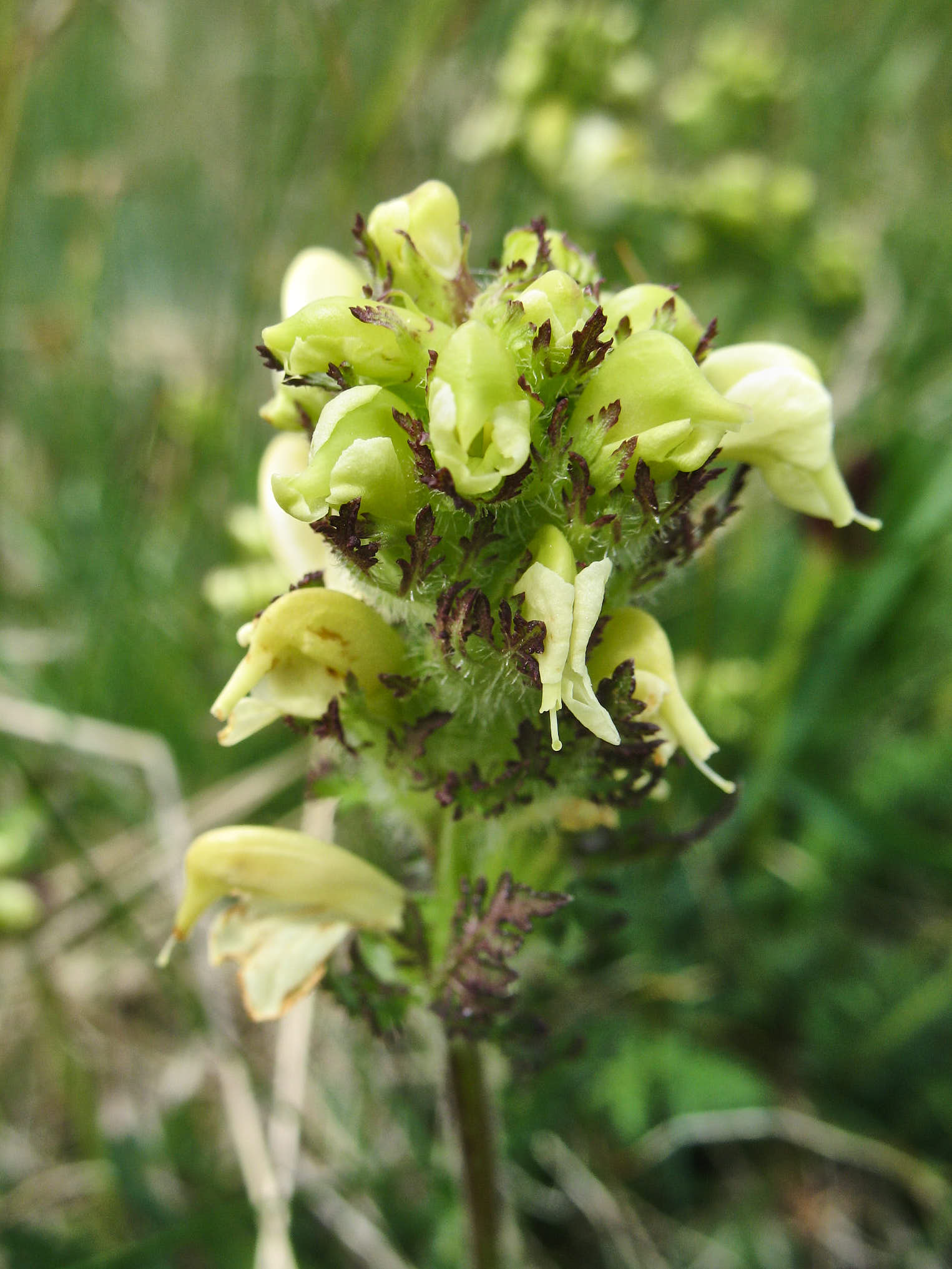 Spira (<em>Pedicularis</em>)