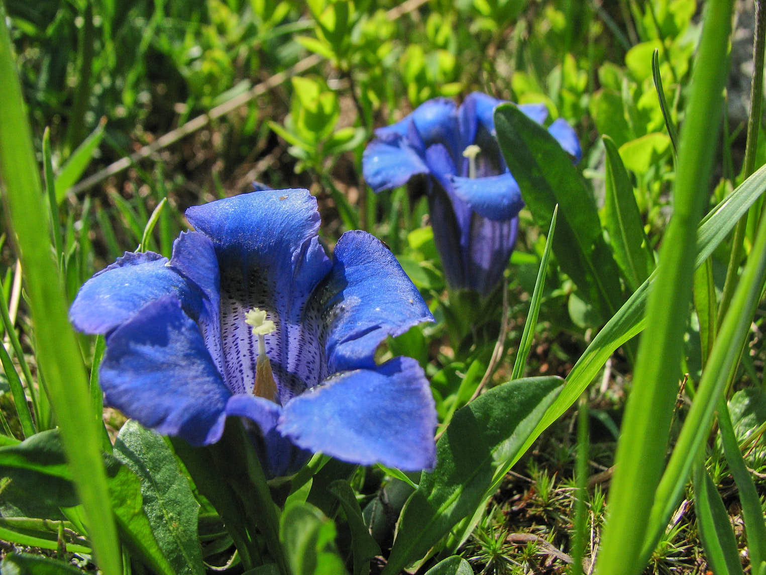 Trumpetgentiana av något slag
