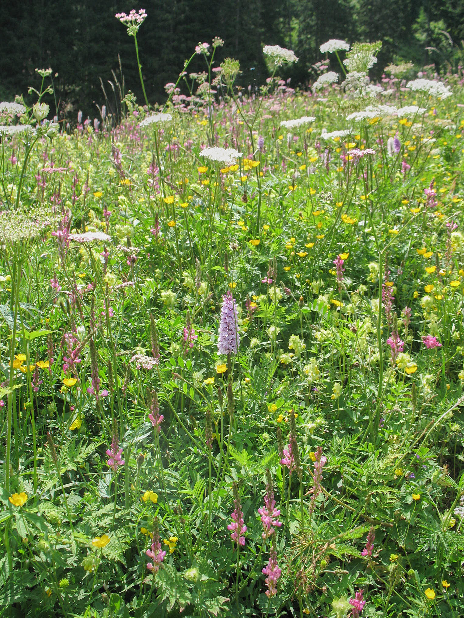 Alpäng med Brudsporre (<em>Gymnadenia conopsea</em>)