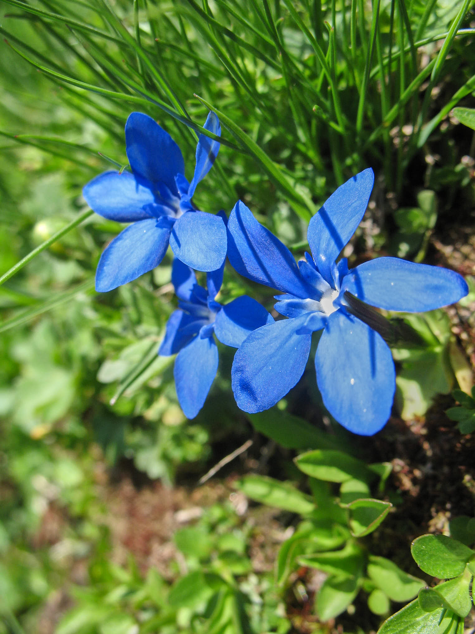 Vårgentiana (<em>Gentiana verna</em>)