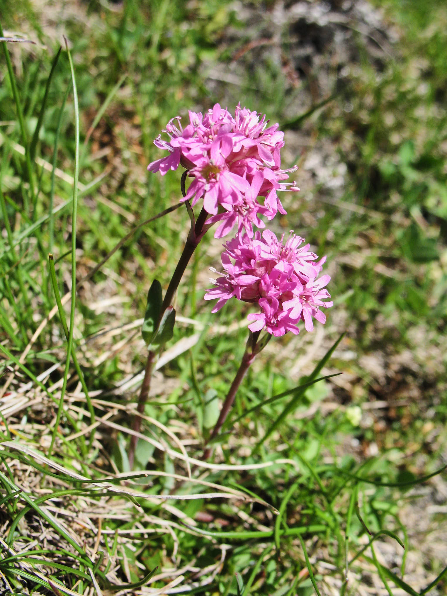 Fjällnejlika (<em>Lychnis alpina</em>)