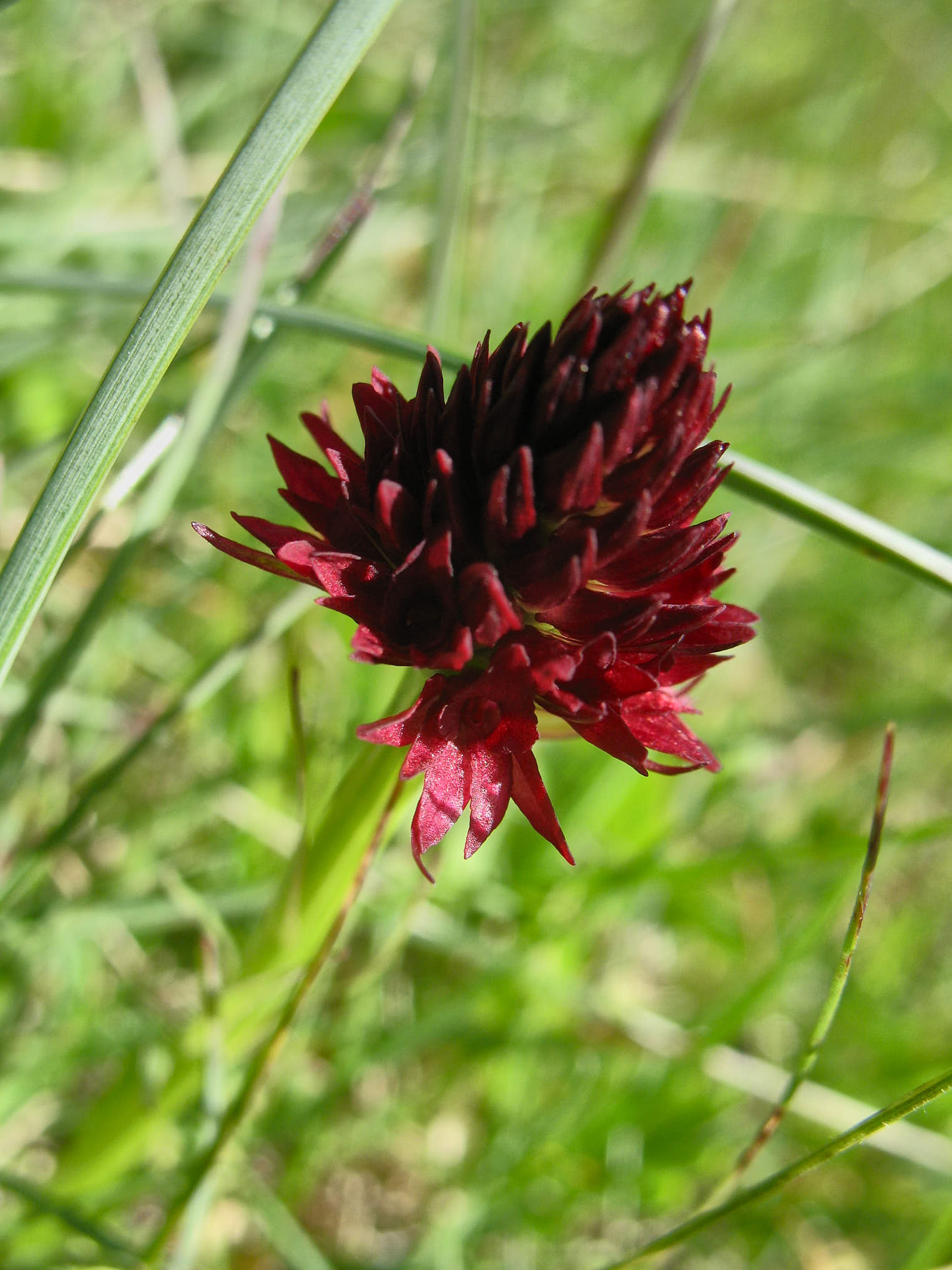 Brunkulla (<em>Nigritella nigra</em>)