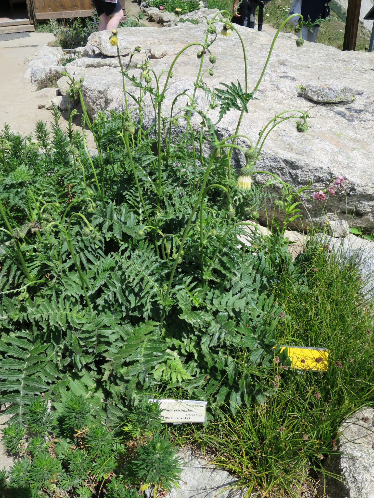 Hängtistel (<em>Cirsium erisithales</em>)