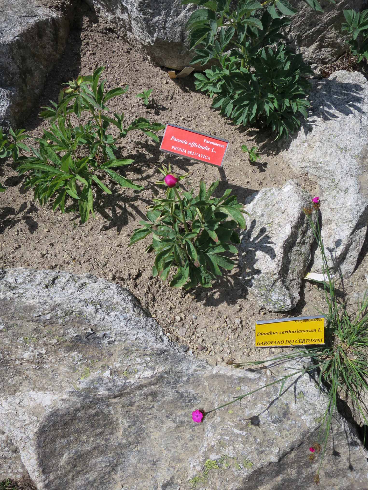 Bergpion (<em>Paeonia officinalis</em>)