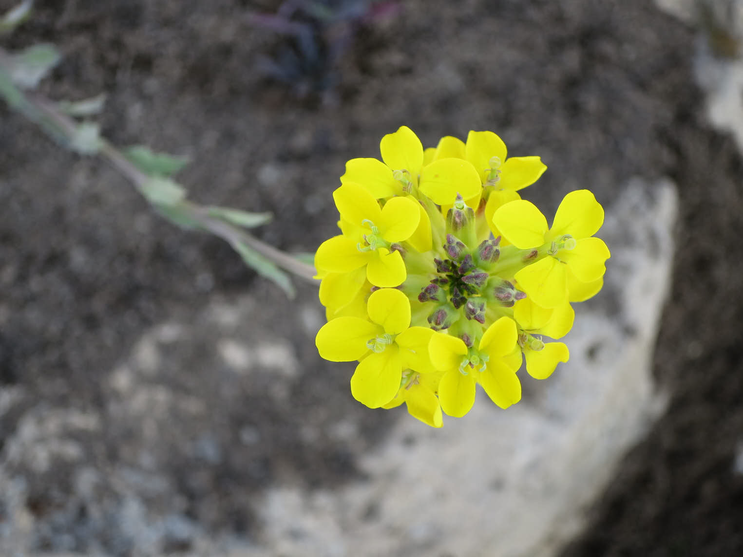 Kalkkårel (<em>Erysimum odoratum</em>)