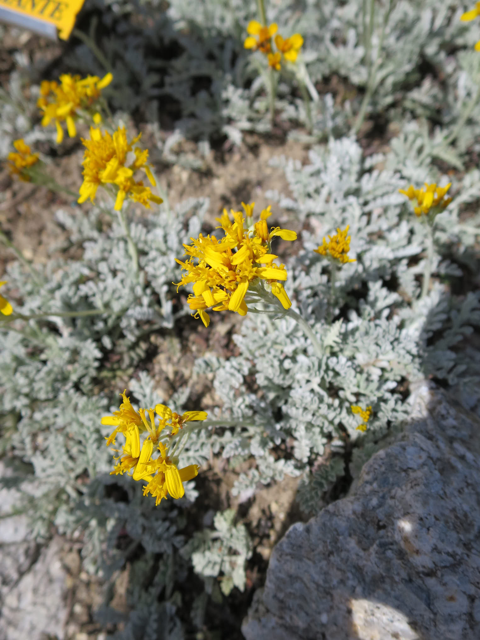 Gråstånds <em>(Jacobaea incana/Senecio incanus)</em>