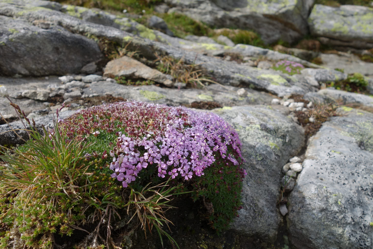 Fjällglim (<em>Silene acaualis</em>)