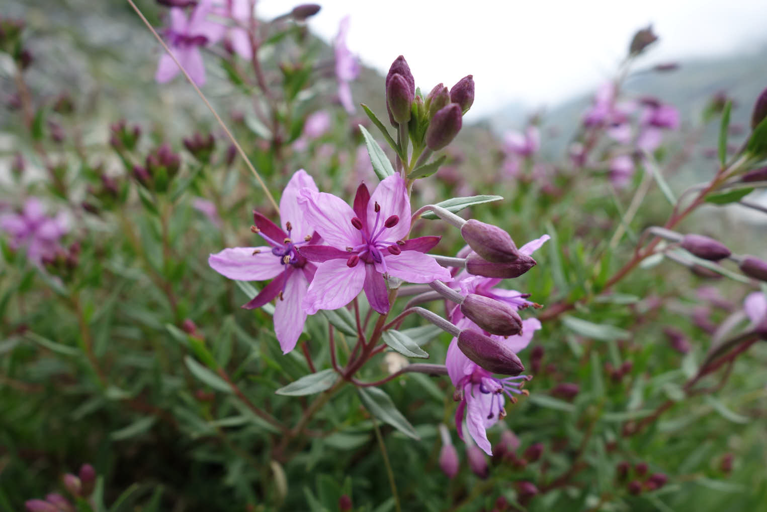 Dvärgmjölke (<em>Epilobium fleischeri</em>)