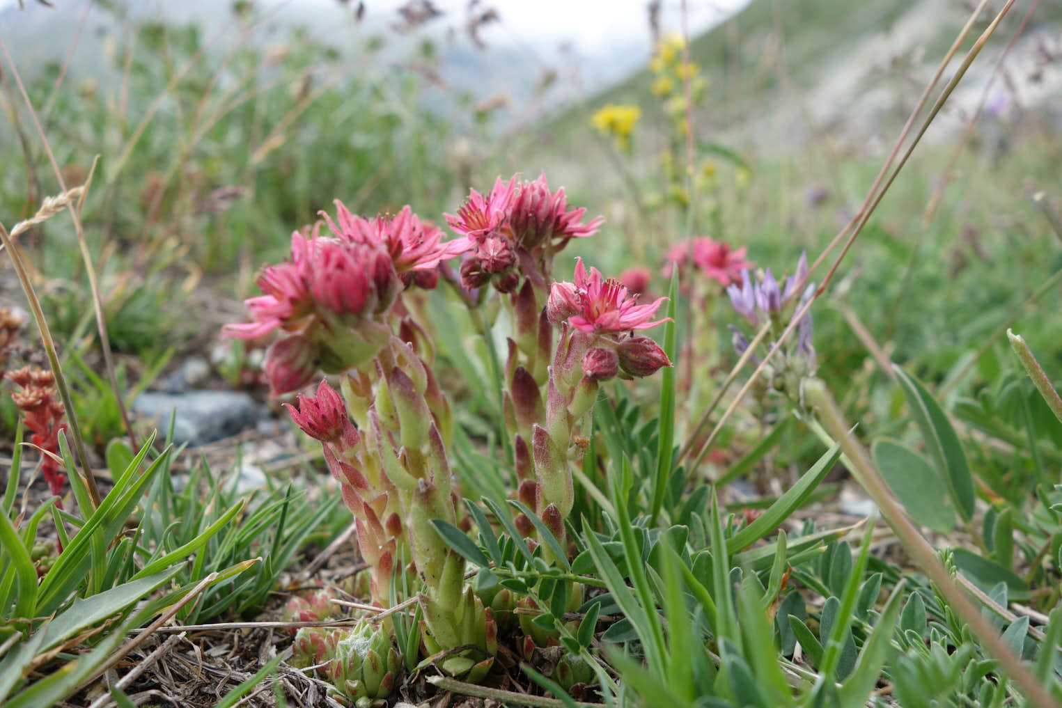 Spindelvävstaklök (<em>Sempervivum arachnoideum
