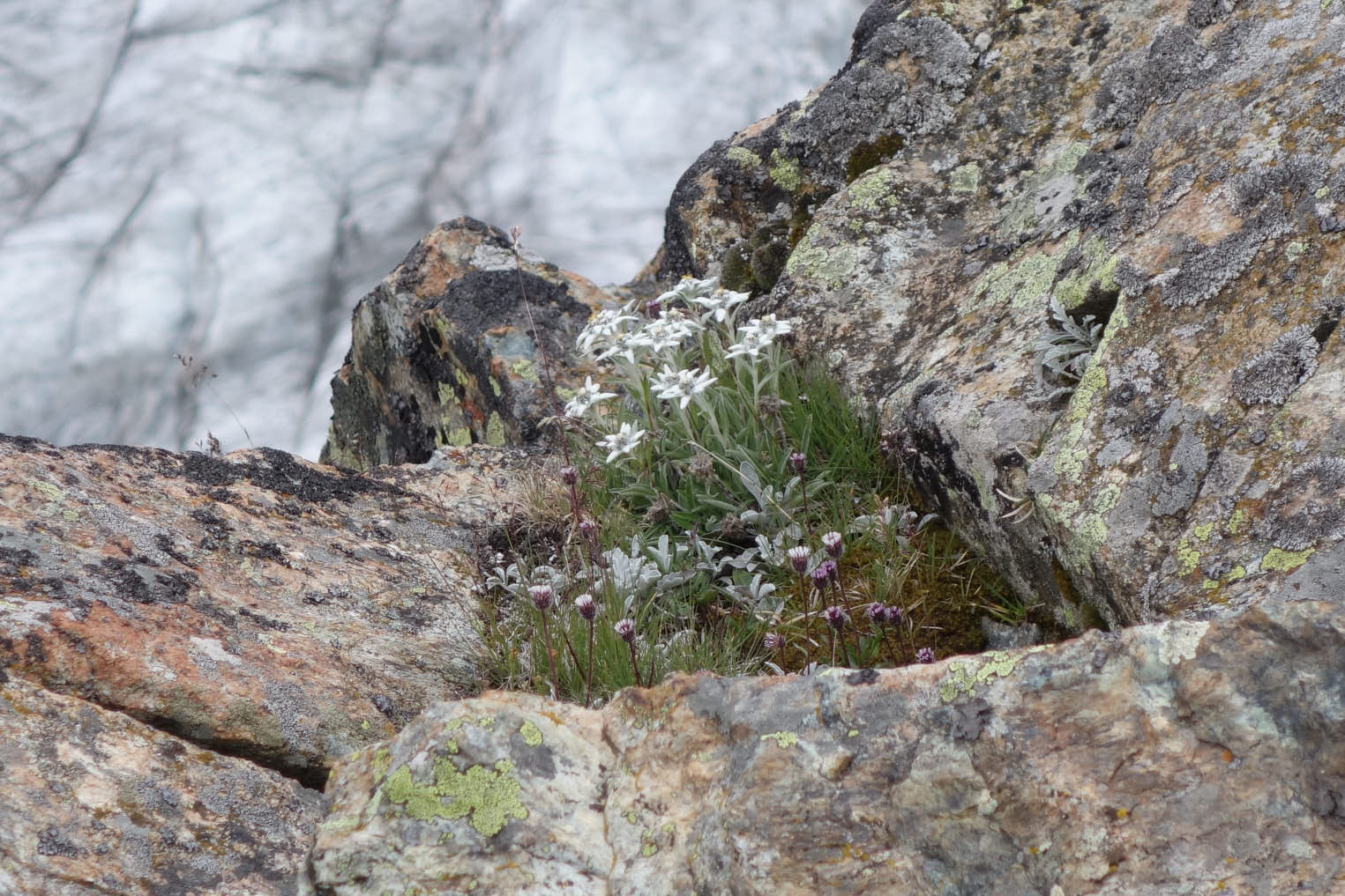 Edelweiss (<em>Leontopodium alpinum</em>)