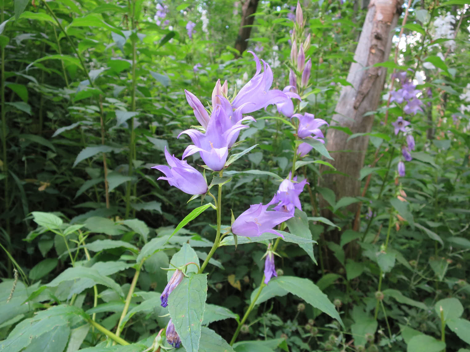 Blå hässleklocka (<em>Campanula
latifolia</em>)