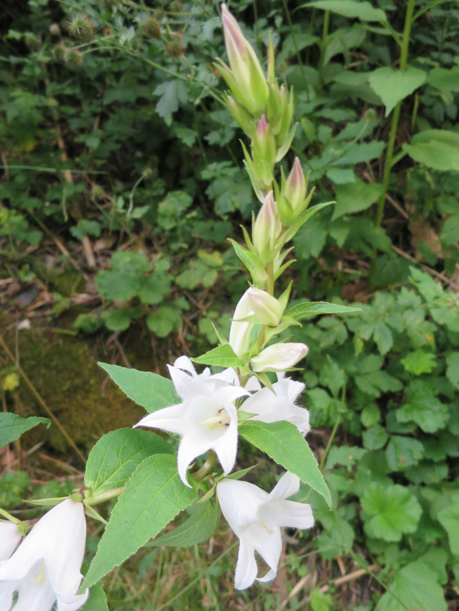 Vit hässleklocka (<em>Campanula
latifolia</em>)