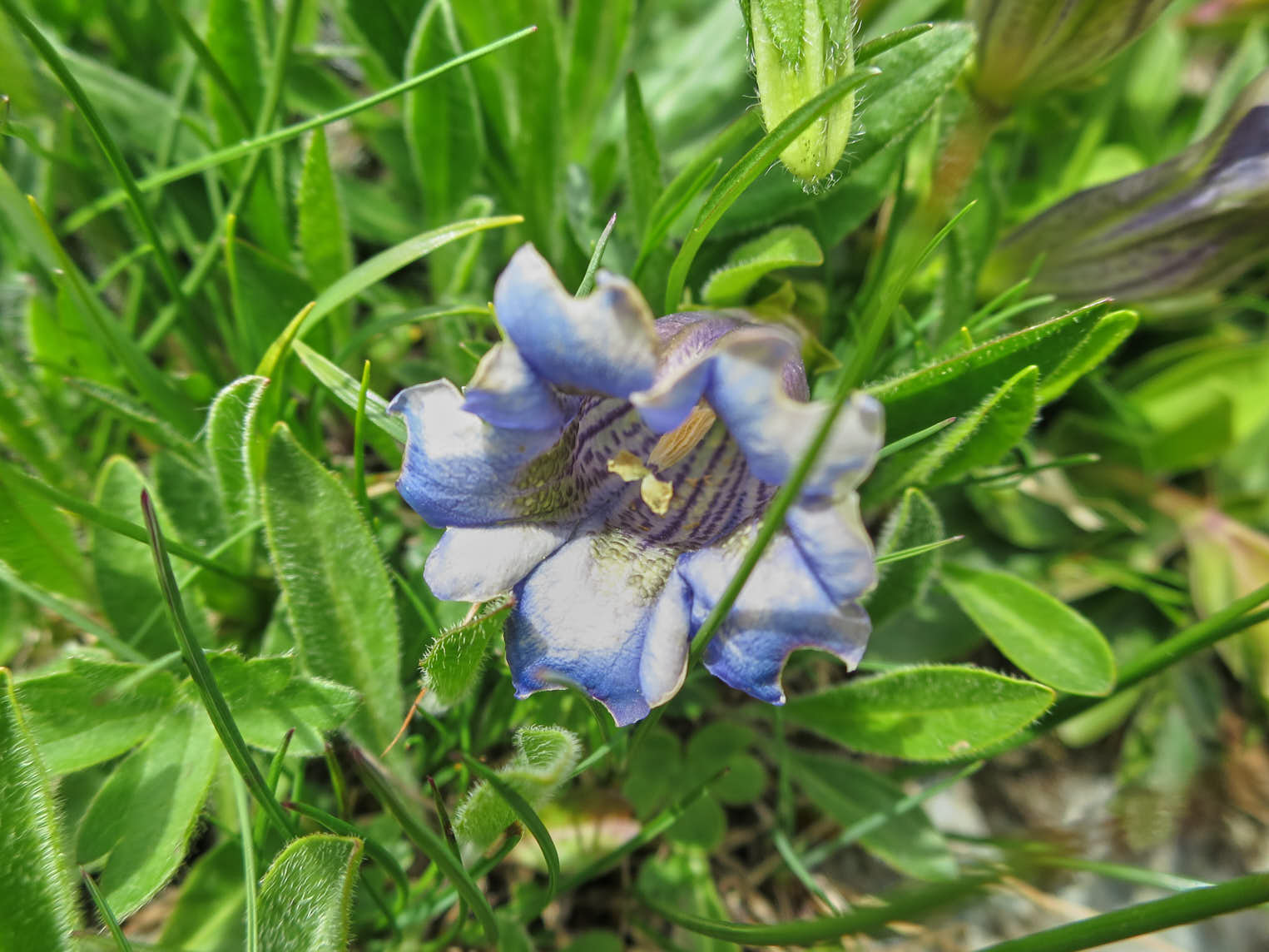 Bredbladig gentiana <em>Gentiana kochiana</em>