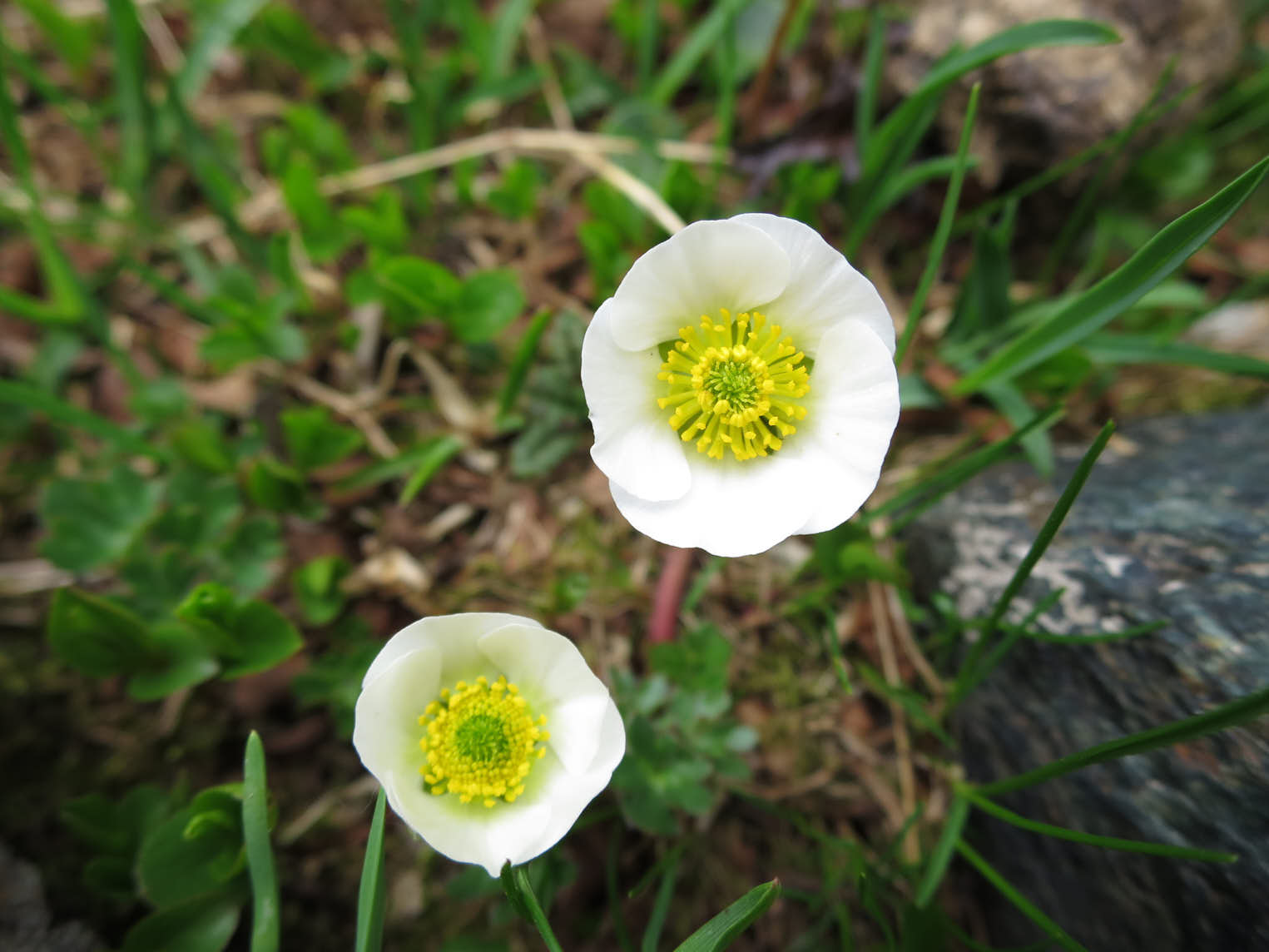 Isranunkel (<em>Ranunculus
glacialis</em>)