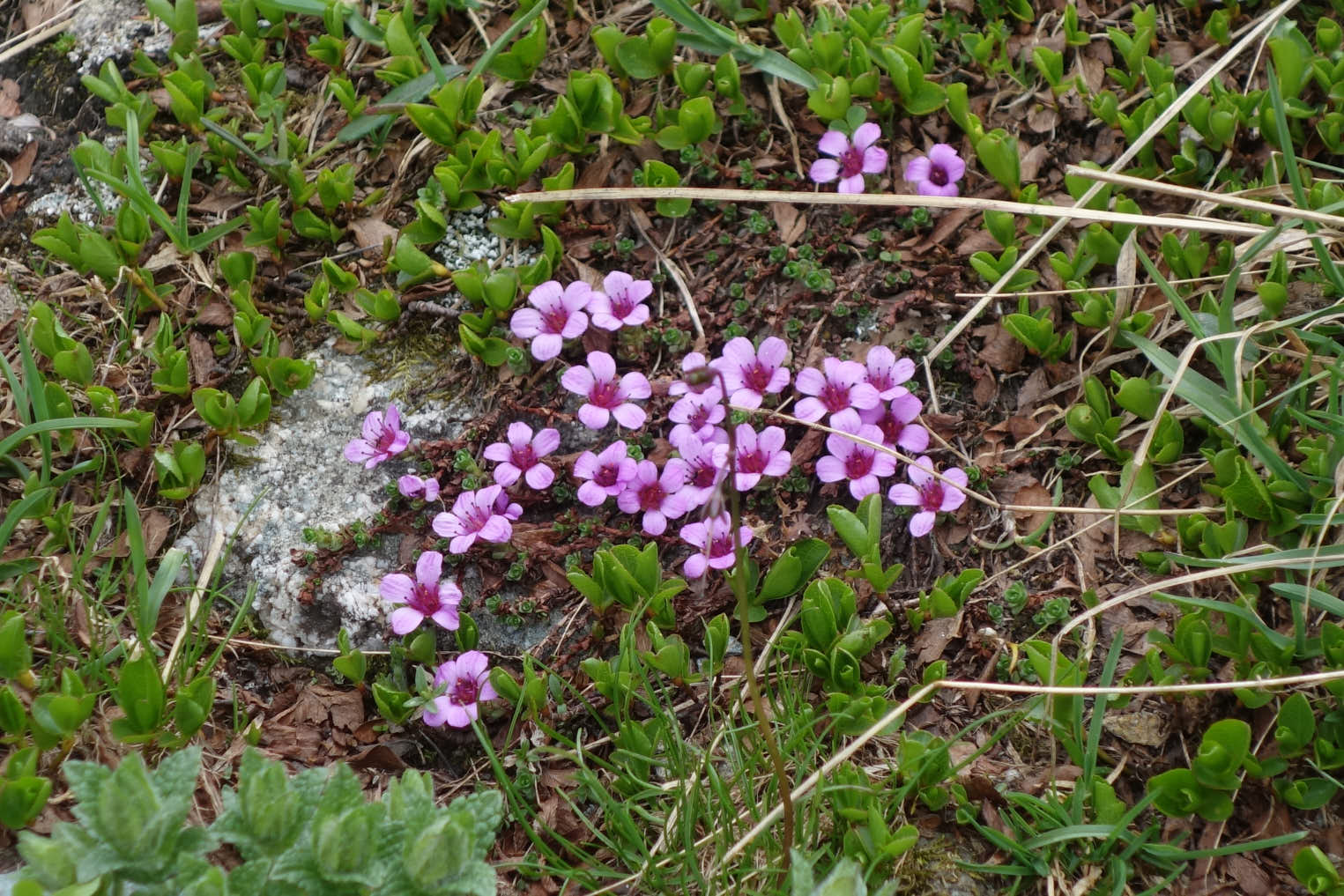 Purpurbräcka (<em>Saxifraga
oppositifolia</em>)