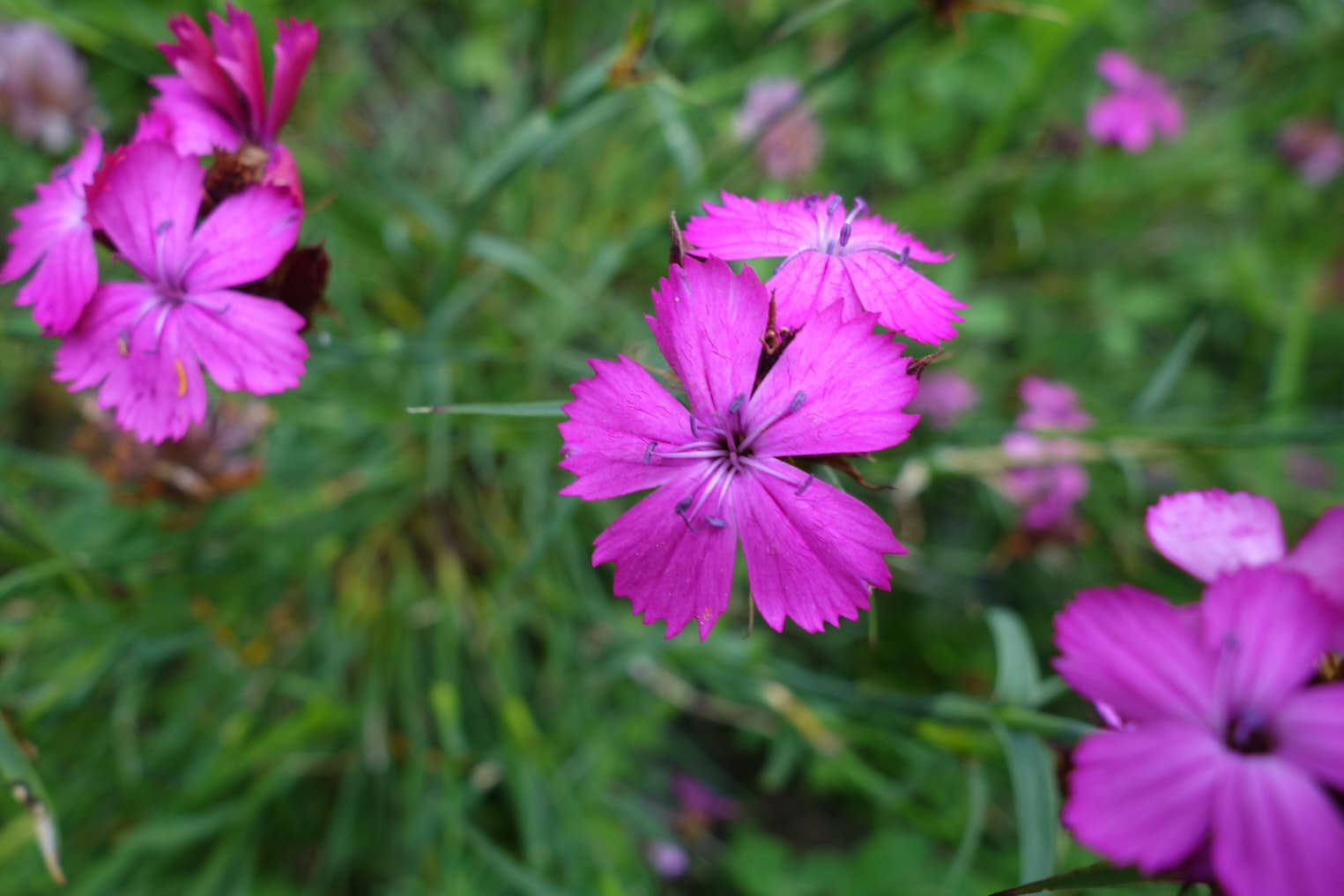 Stennejlika (<em>Dianthus sylvestris</em>)