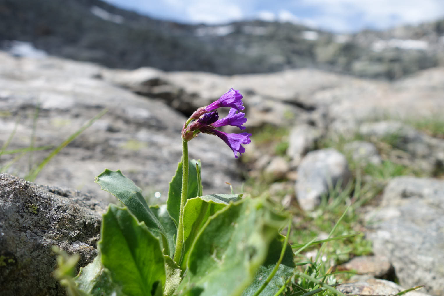 Dvärgaurikel (<em>Primula
marginata</em>)